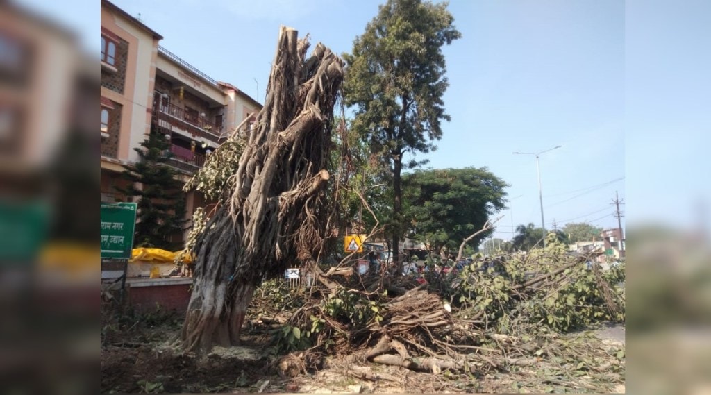 Banyan trees removed from Peth road by Municipal Corporation in Nashik