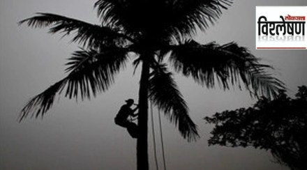 coconut tree climbing training