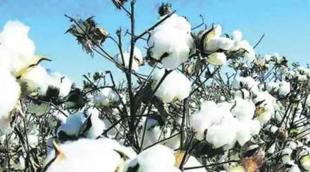 twenty five quintals of cotton stolen