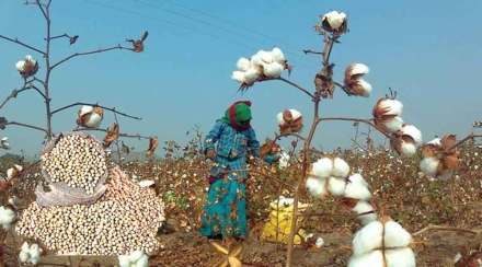 uncertainty on soybean cotton support price