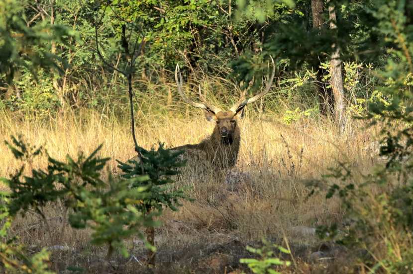 महाराष्ट्र शासनाने एका अधिसुचनेद्वारे या प्रकल्पाच्या सभोवताली संरक्षित क्षेत्र (बफर झोन) निर्माण केले आहे.