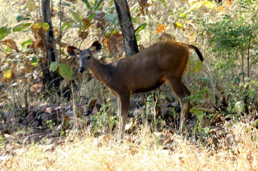 फोटो सौजन्य (लोकसत्ता छायाचित्रकार - देवानंद साखरकर)