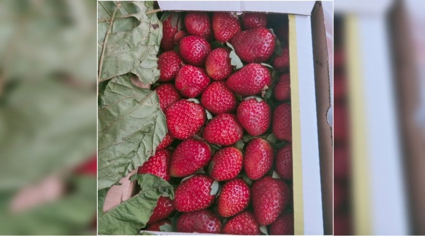 Strawberry arrivals increased in APMC market