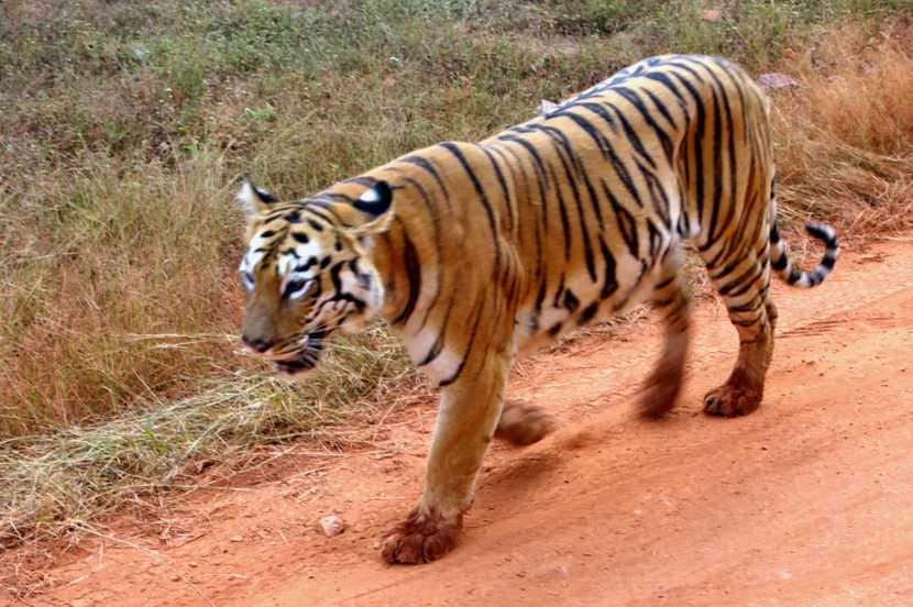 ताडोबात आलेल्या प्रत्येक पर्यटकाला या वाघिणीला पाहण्याची इच्छा असते.