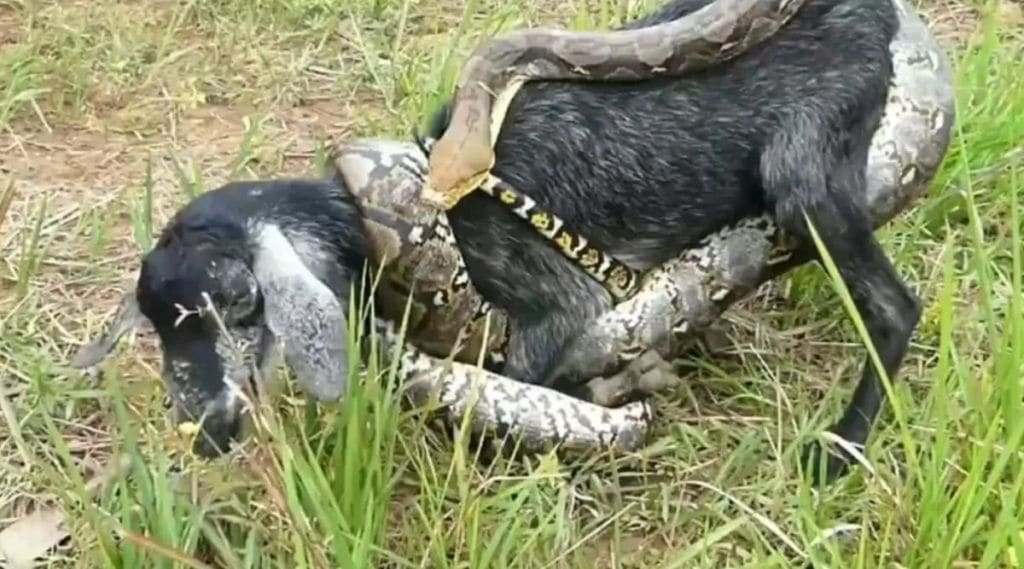 gaint python latest viral video