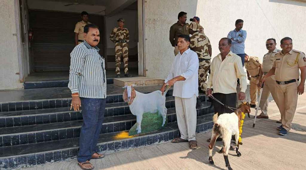 unique protest by sacrificing symbolic goat