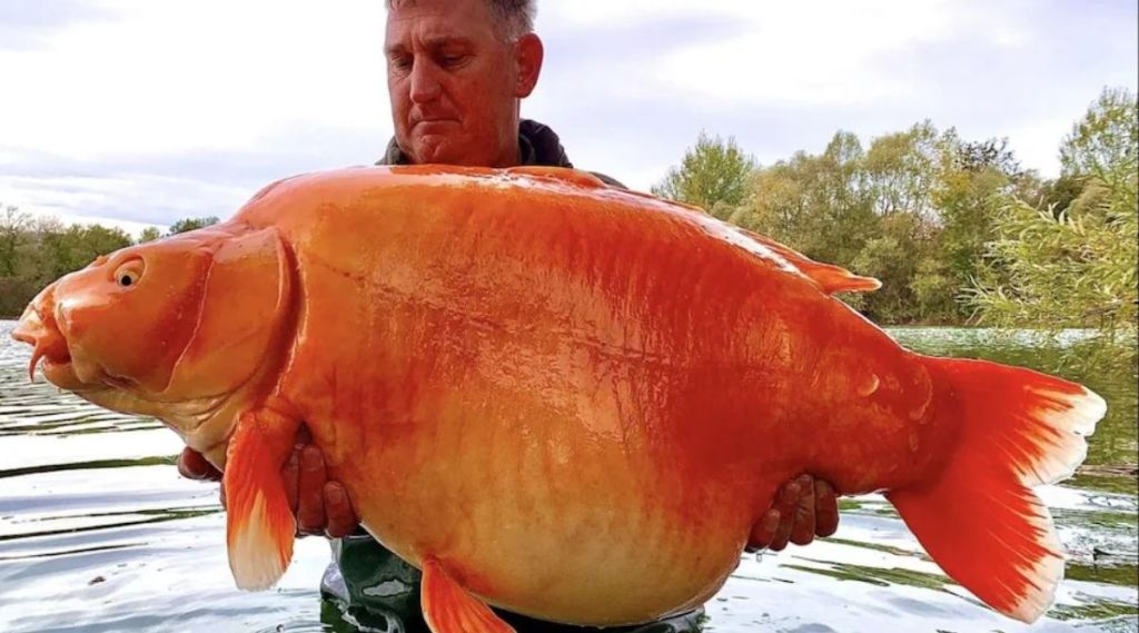 31 kg gold fish