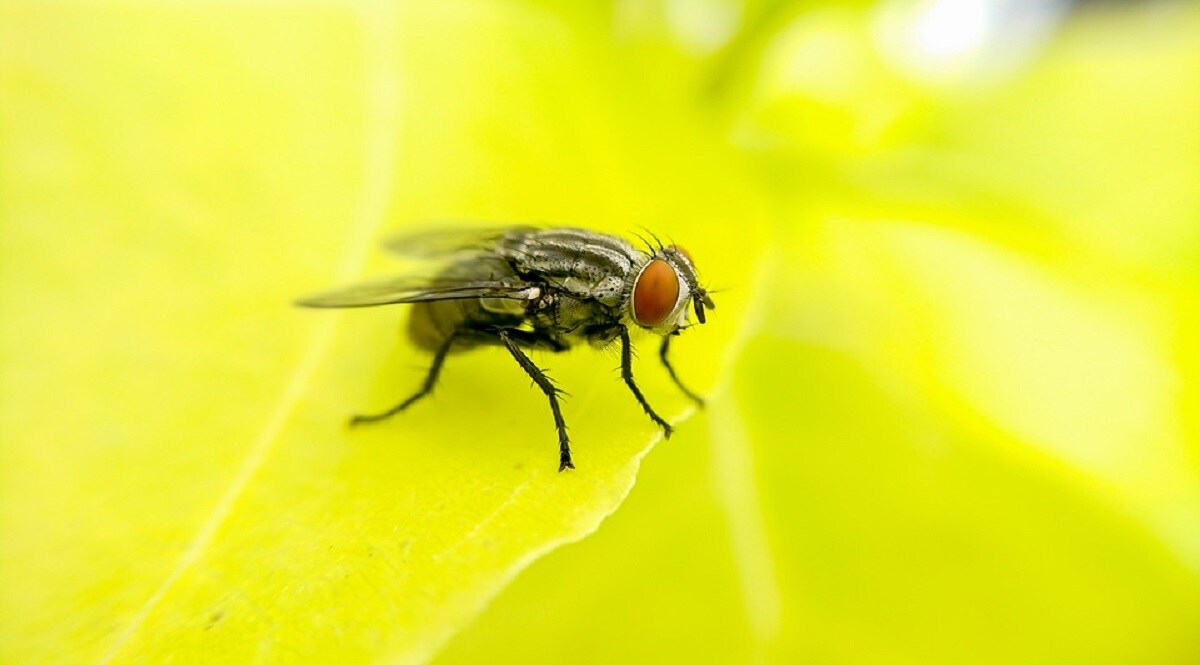 housefly