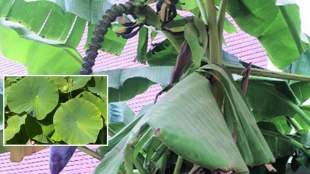 lotus and banana leaf