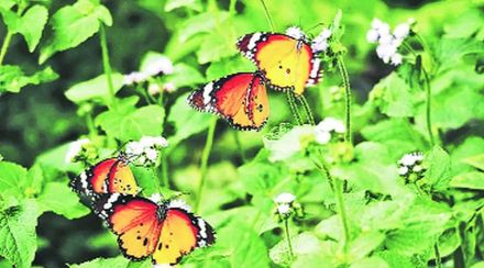 kutuhal butterfly