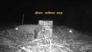 in vanvasmachi karad leopard pick up only one cub out of three