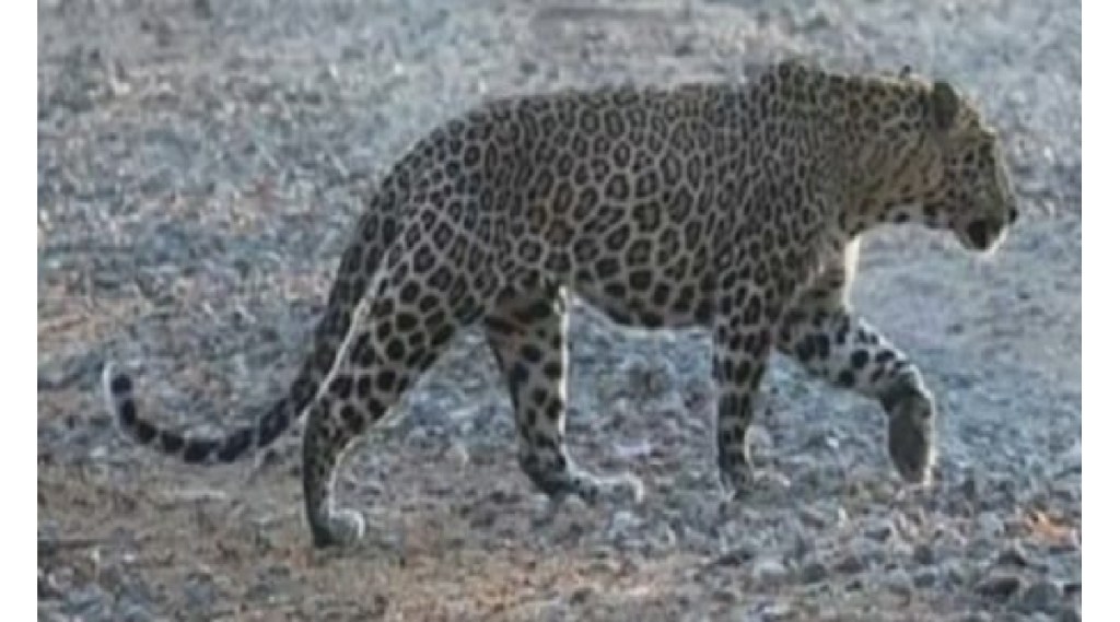 leopard