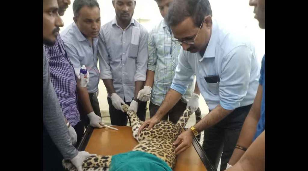 injured leopard treatment