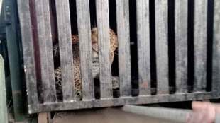leopard captured in mumbai s aarey colony