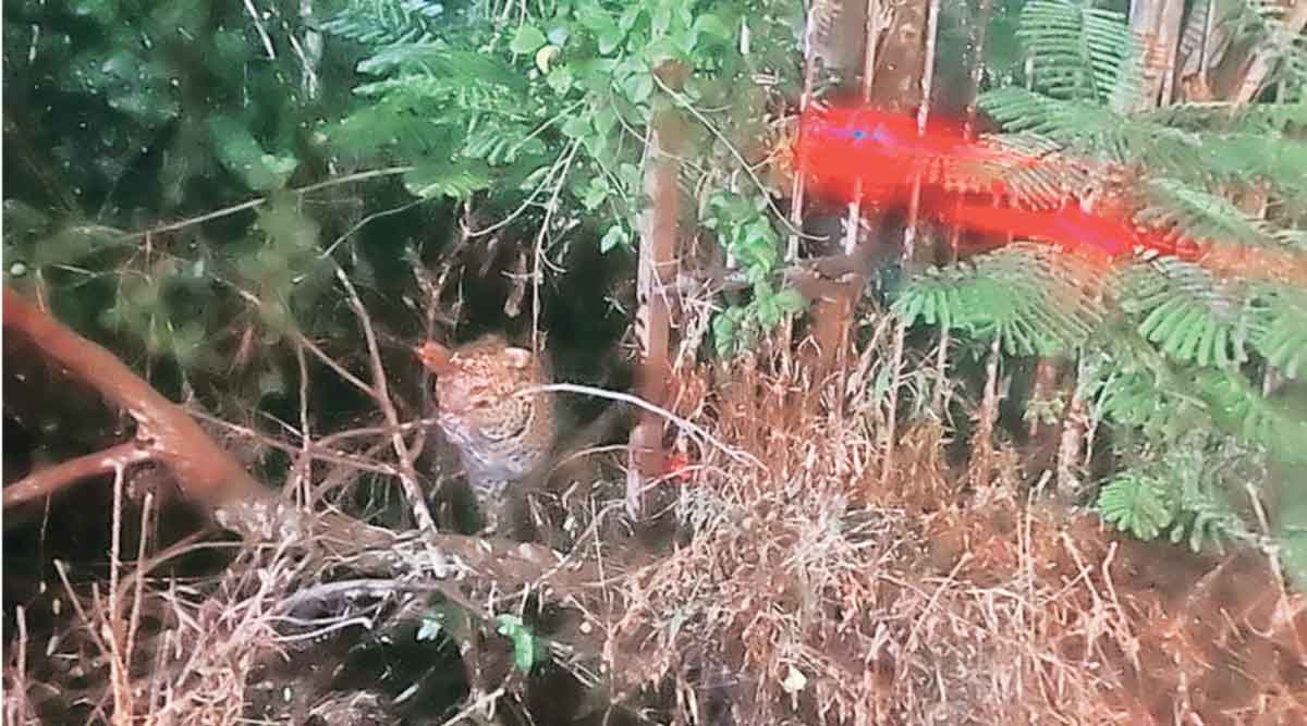  आरसीएफ परिसरात बिबटय़ा आढळून आला आहे
