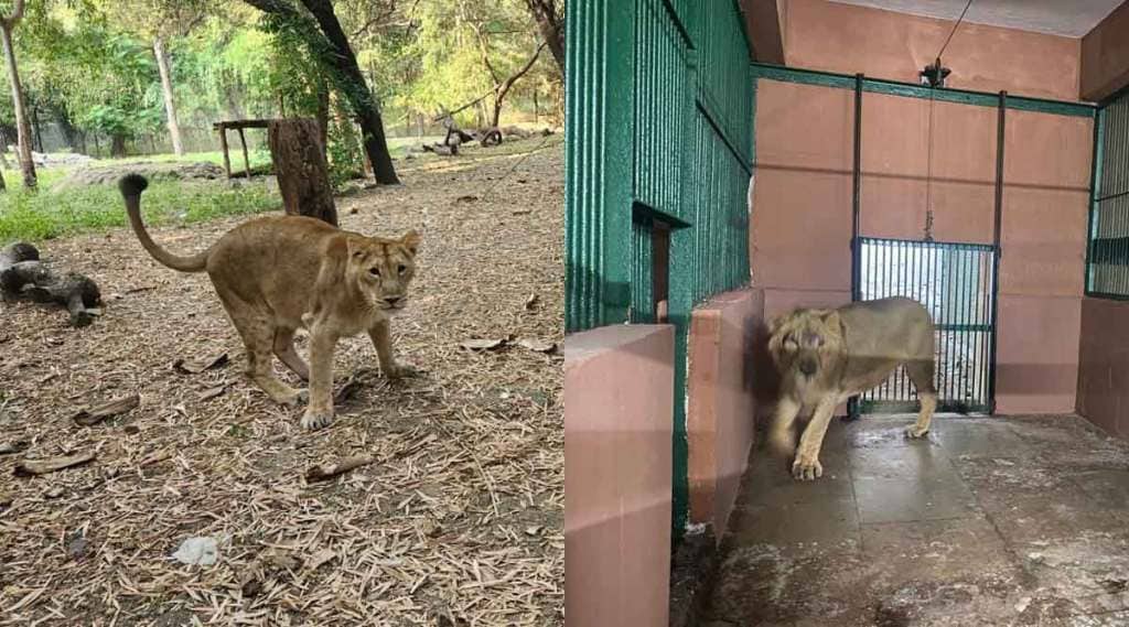 lion couple from gujarat reached in sanjay gandhi national park