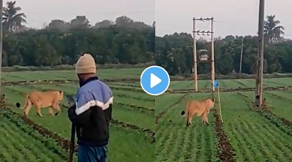 शेतकऱ्याचा नादच खुळा! शेतात आलेल्या सिंहिंणींना दिलं जशाच तसं उत्तर, Viral Video पाहून म्हणाल ‘कमाल है’