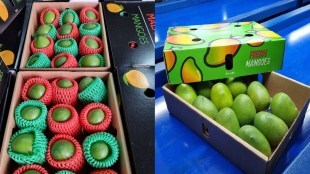 malavi mango
