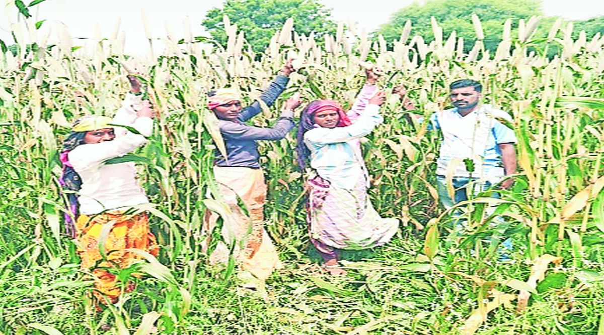 mh farmer