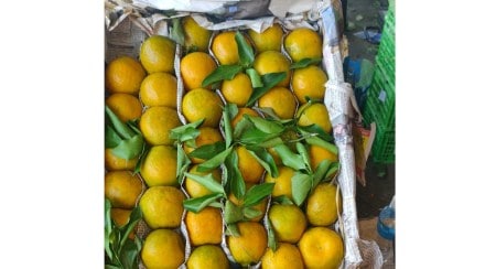 Nagpur oranges