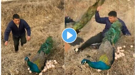 Peacock viral video