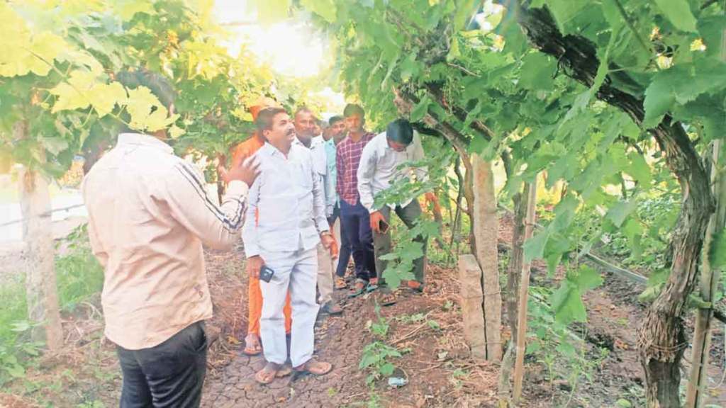 sangli agriculture news bats destroyed vineyard