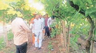 sangli agriculture news bats destroyed vineyard