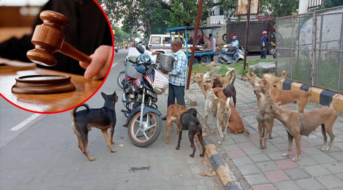 stray-dogs-1