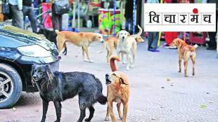 Do we want to solve the problem of street dogs?