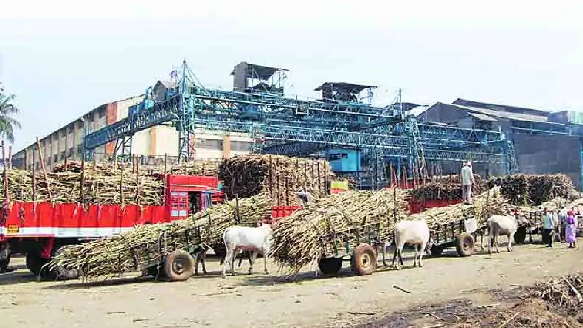 sugarcane