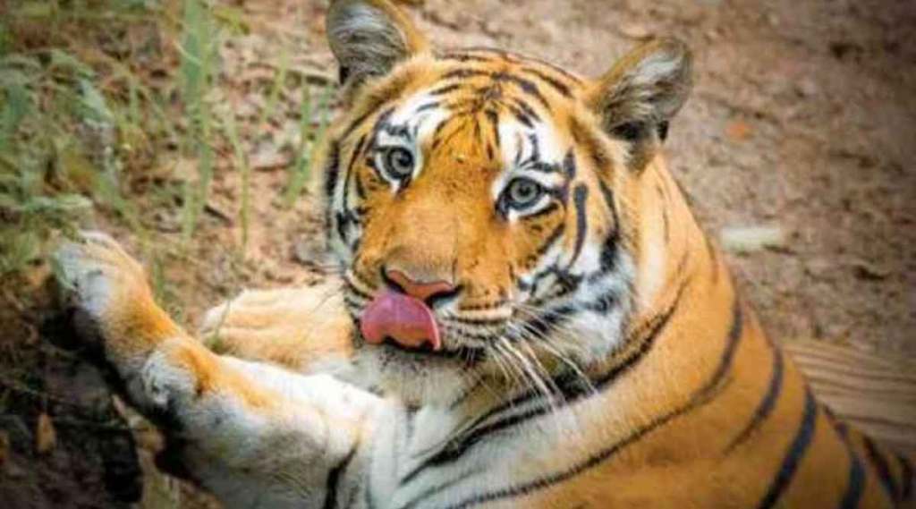 tigresses in nagzira wildlife sanctuary