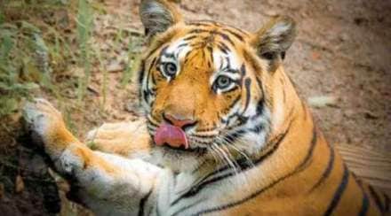 tigresses in nagzira wildlife sanctuary