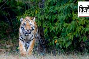 tiger vidharbha