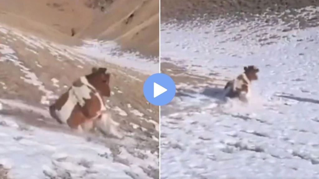 cow sliding on a snowy mountain
