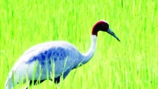 stork bird, pair, Gondia district