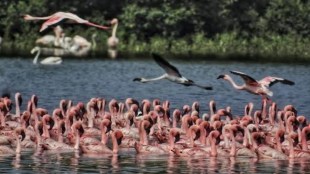 An increase in the number of flamingos in the Thane Bay area mumbai