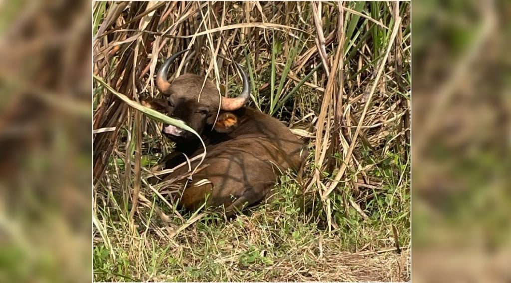 Ranagava was found in sugarcane field in Valwa taluka sangli