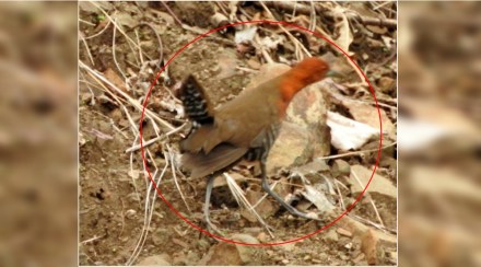 Record of Slaty Legged Crake Bird in Yaval Sanctuary of Jalgaon District