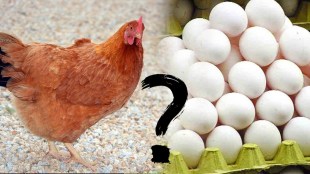egg or chicken what came first