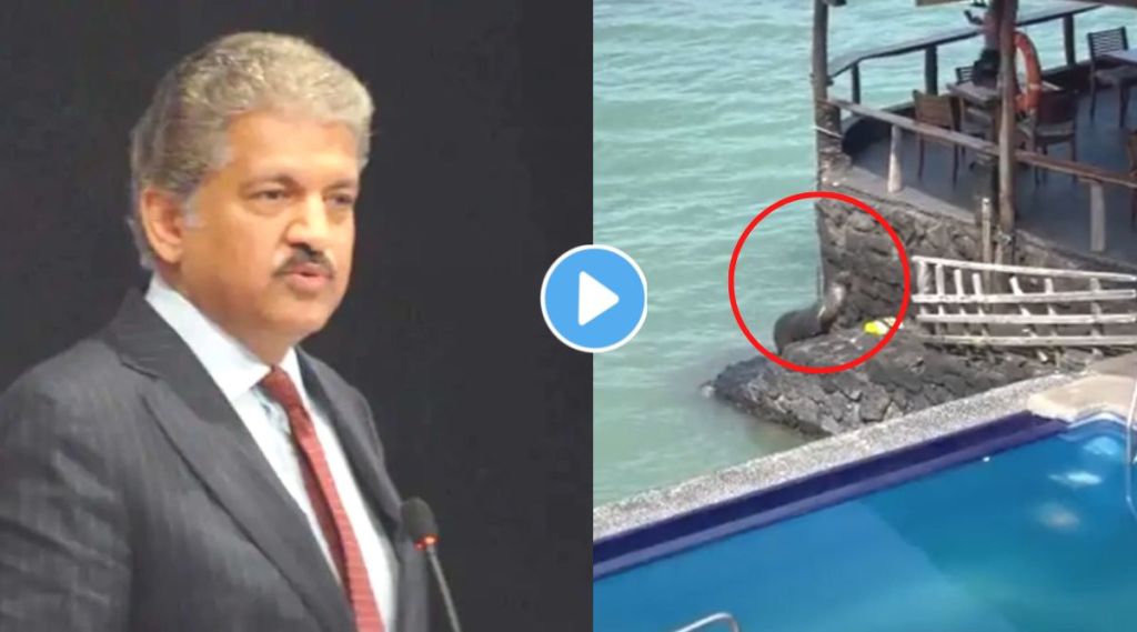 Anand Mahindra shared seal fish video