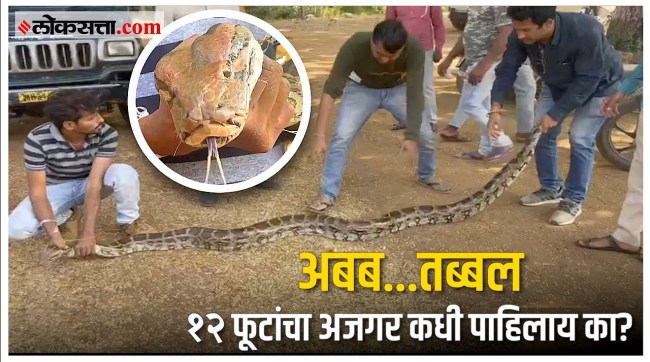 12 Feet and 24 KG Python snake Found In Chandrapur