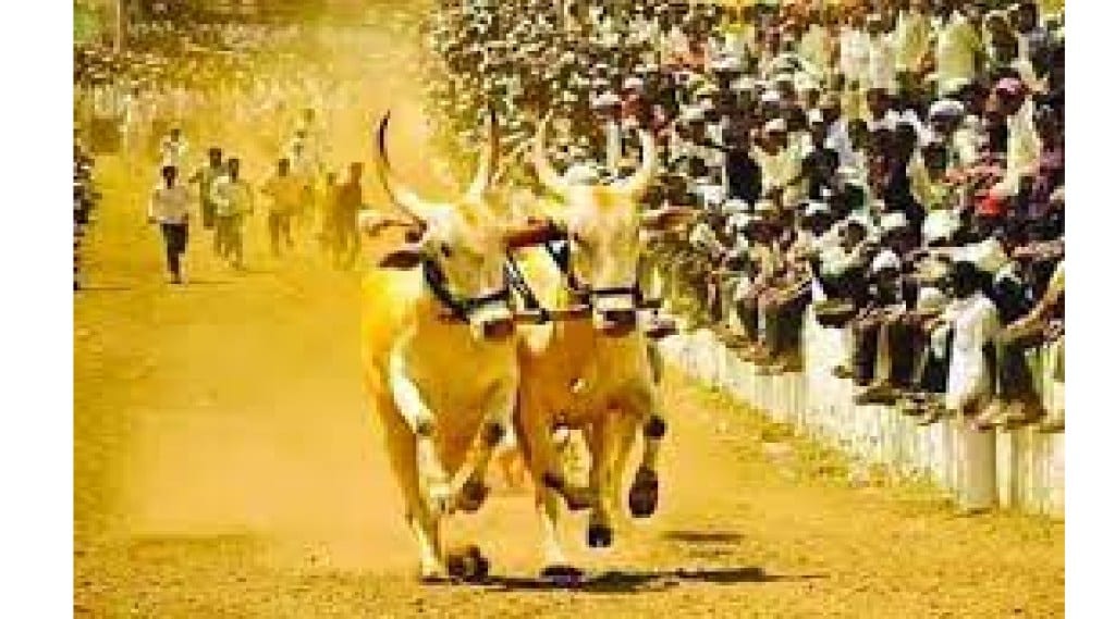 Bullock cart race