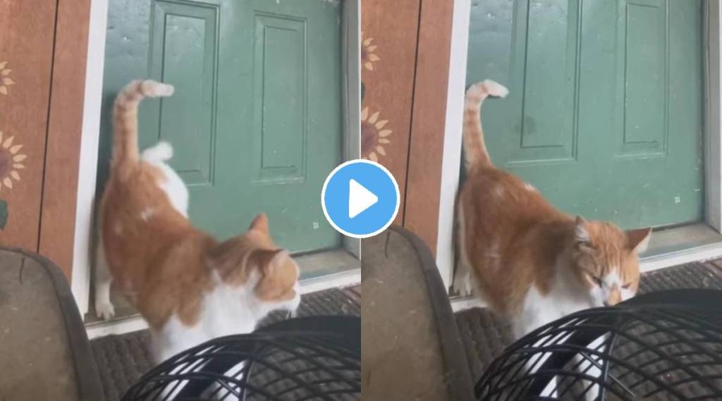 Cats hilarious way knocking neighbours door to tell she is hungry wins internet watch viral video