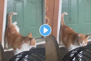 Cats hilarious way knocking neighbours door to tell she is hungry wins internet watch viral video
