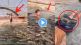 Child plays with crocodile viral video
