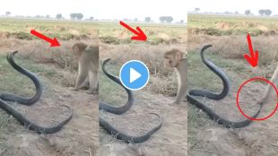 Cobra and Monkey fight viral Video