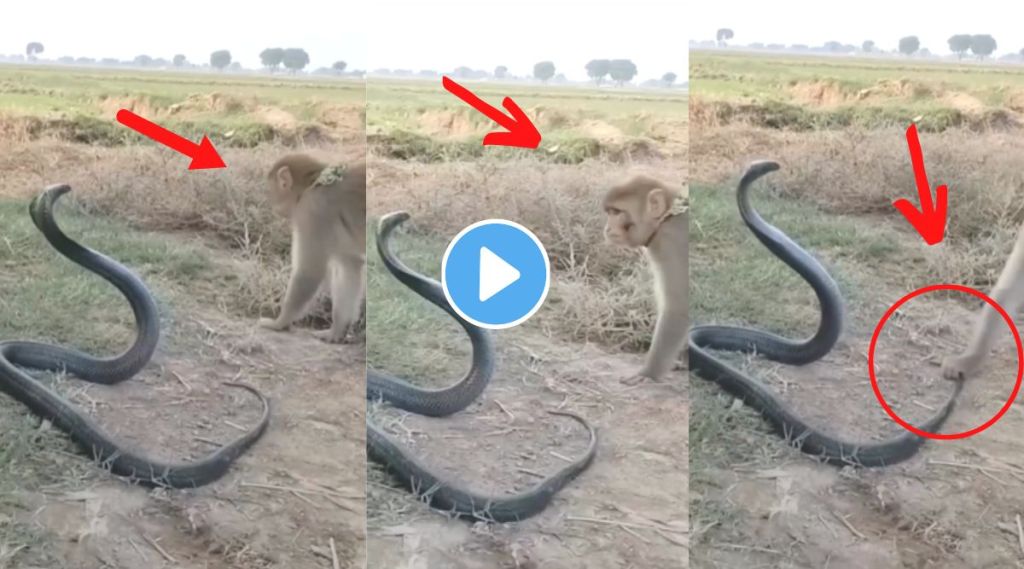 Video: बापरे! चक्क नागासमोर ‘माकड’चाळे, शेपटी ओढल्यानंतर नागाने काढला फणा अन्…; पाहा Viral व्हिडीओ