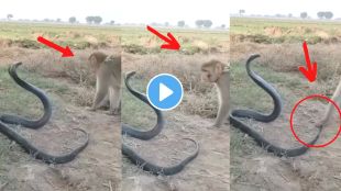 Cobra and Monkey fight viral Video