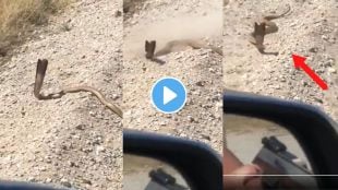 Cobra attacked a man viral video