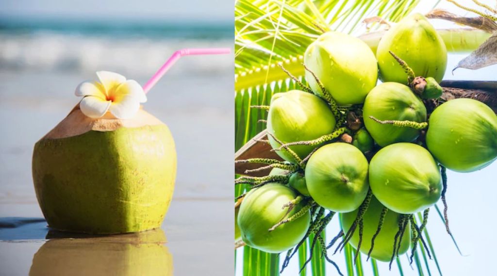 Coconut Water: नियमित नारळ पाणी प्या आणि ‘या’ आजारांपासून स्वत:ची सुटका करुन घ्या